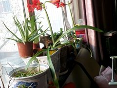 -奇芳阁