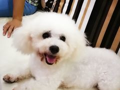 -翊宠yipet猫狗购宠庄园犬舍•猫舍