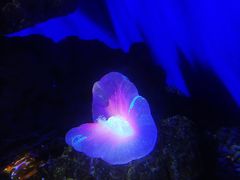 -大连圣亚海洋世界