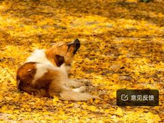 -洛阳白云山景区