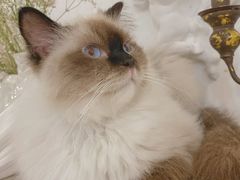 -共舞时光猫咖·狗咖(新街口店)