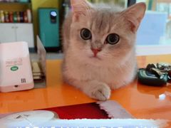 -Bastet sally猫舍购宠(静安店)