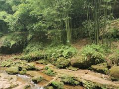 -芦沟竹海