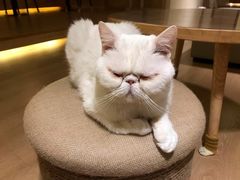 -猫腻·猫咖·撸猫馆(星光大道店)