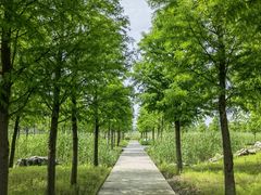 -春花秋色城市公园