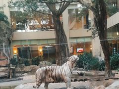 -白虎自助餐厅·真老虎·景观自助餐厅(广州长隆酒店)