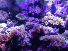 -悉尼海洋生物水族馆
