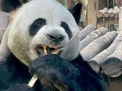 -栾川竹海野生动物园