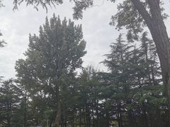 -莱西月湖公园