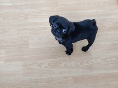 -宠颐生动物医院·心脏科·保险定点(锦阳分院)