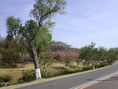 -羊山湖公园