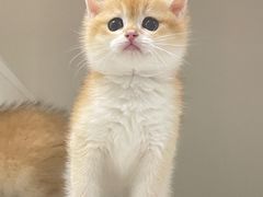 -lincat·猫舍(广州店)