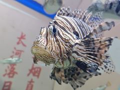 -烟台海昌鲸鲨海洋公园