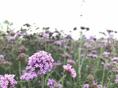 -南京市无想山景区