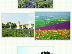 -松山湖梦幻百花洲