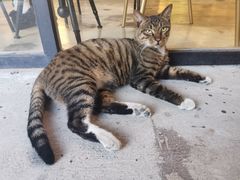 -猫里有甜