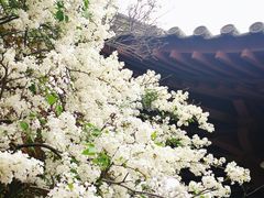 -西安青龙寺遗址景区