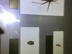 -上海昆虫博物馆