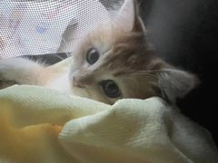 -欣宠猫屋·矮脚拿破仑·蓝金金渐层