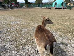 -苏州太湖西山岛开心农场