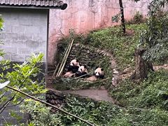 -中国大熊猫保护研究中心雅安碧峰峡基地