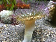 -西雅图水族馆