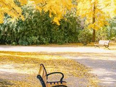 -上海共青森林公园