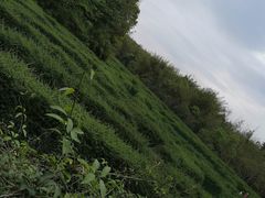 -大屏嶂森林公园