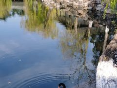 -水绘园