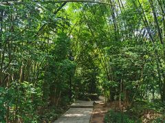 -大屏嶂森林公园