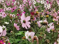 -天适樱花悠乐园