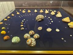 -青岛贝壳博物馆