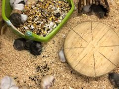 -钓仓鼠(洋桥北里小区店)