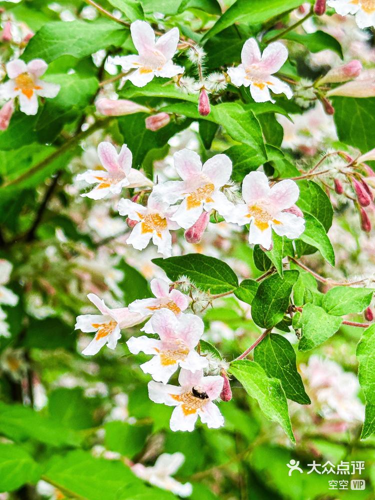 实拍猬实花都爬满枝头喽