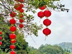 -深圳仙湖植物园