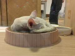 -屋虎猫馆(宝安大仟里店)