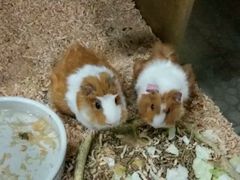 -上海昆虫博物馆