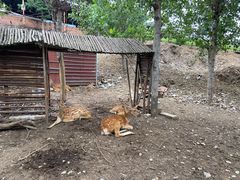 -北京鹿世界主题园