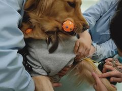 -汪喵宠物医院·骨科心脏影像·犬猫急重症ICU诊疗中心(成华分院)