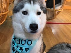 -Husky Go! 哈士奇体验馆·宠物咖啡厅狗咖