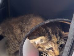 -爱妮康宠物医院·干细胞免疫细胞·肿瘤·心脏(张江店)