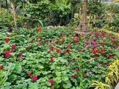 -南宫五洲植物乐园