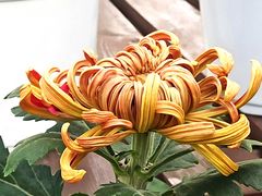 -共青国家森林公园-售票处