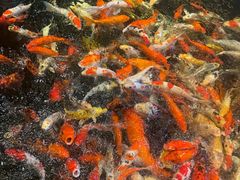 -龙悦湾酒家·八阵鱼生·渔人码头店