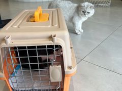 -关爱宠物医院·猫科中心·消化科(滨湖万达分院)