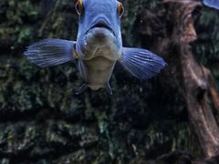 -上海海洋水族馆