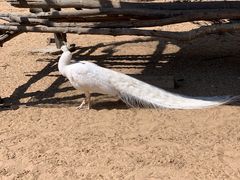 -秦皇岛野生动物园