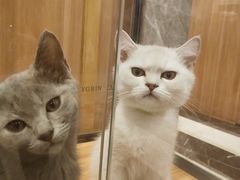 -袖虎·猫馆(体育西路店)