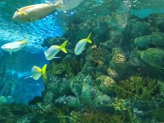 -上海海洋水族馆