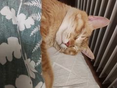 -爱诺耐芙动物医院(万博店)